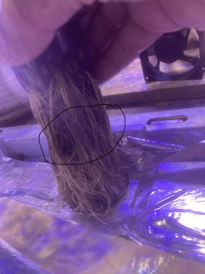 Root rot issues may have turned plant?