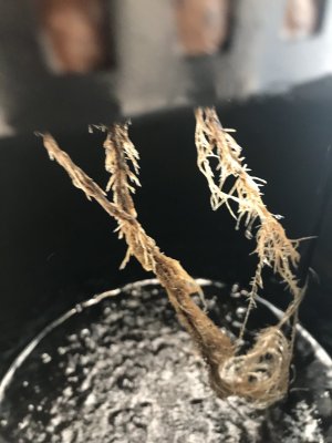Root rot issues may have turned plant?