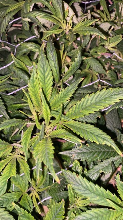 can-anyone-help-diagnose-a-sick-plant-please.jpeg