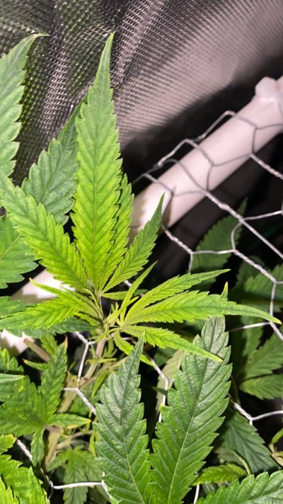 can-anyone-help-diagnose-a-sick-plant-please-3.jpeg