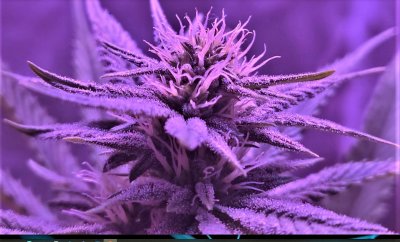 trichomes.jpg