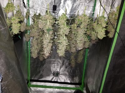 BigCube's grow show and tell.