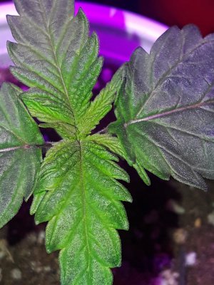 20201229_210921.jpg