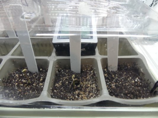Blue Ridge Beginnings... (First Grow)