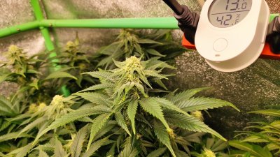 Day 99 LSD #3.jpg