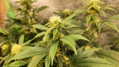 Day 99 LSD #4.jpg