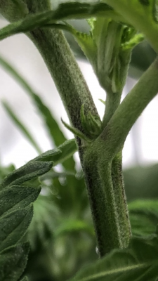 Need help, Male or Female?