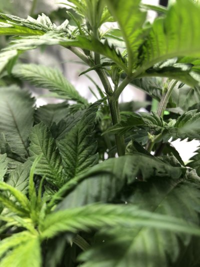Need help, Male or Female?