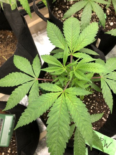 Deficiency trouble shooting or heavier feeding