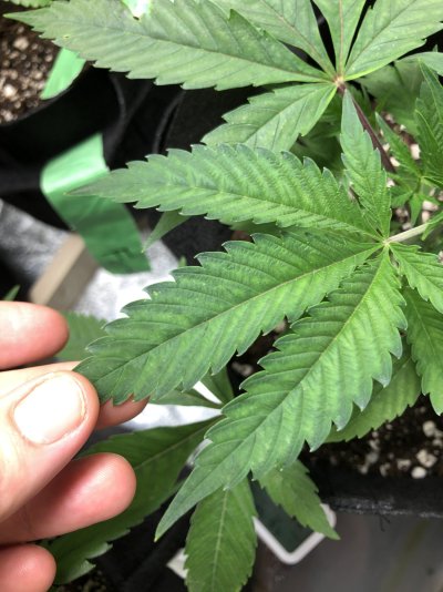 Deficiency trouble shooting or heavier feeding