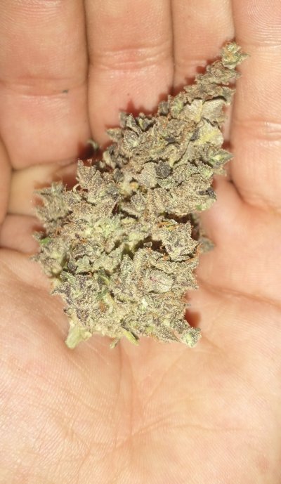 Critical Purple auto it's tasty