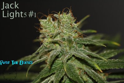 Plant Time Genetics - true F1s (IBL x IBL)