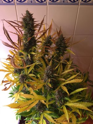Leaves yellowing but trichomes no amber, should i harvest?
