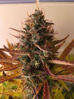 Leaves yellowing but trichomes no amber, should i harvest?