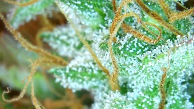 Leaves yellowing but trichomes no amber, should i harvest?