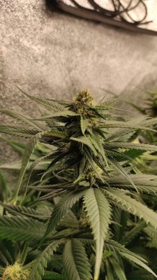 Day 105 Gelato kola #1.jpg