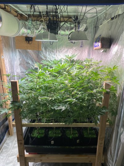 Would you defoliate these girls?