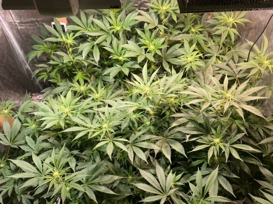 would-you-defoliate-these-girls-2.jpeg