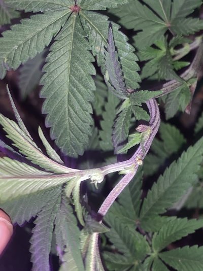 Male plan? Around Week ten