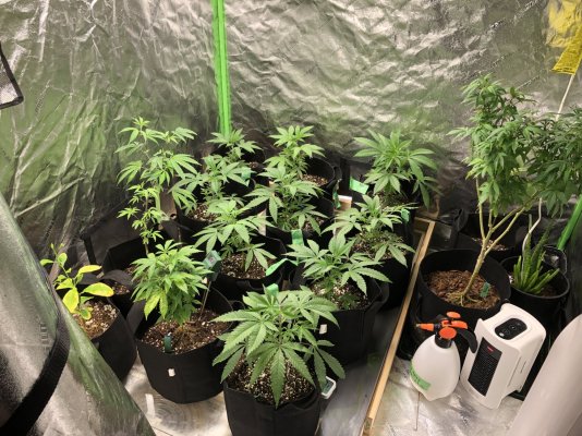 An update on the Runtz x pcs2 from Prolific Coast Seeds
