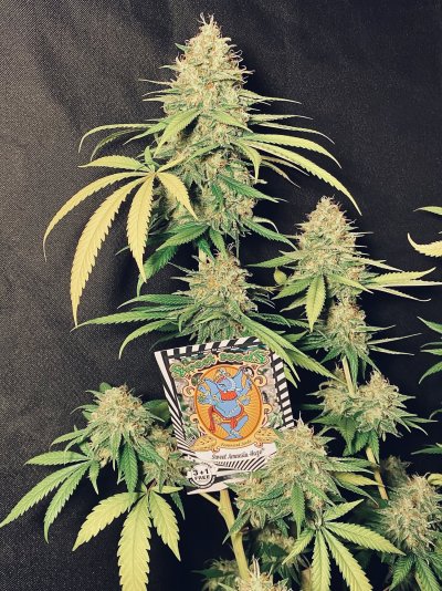 i-like-big-buds-and-i-cannot-lie-indoor-growers-lets-see-your-biggest-buds.jpg