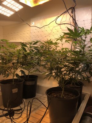 Tc2's Indoor Grow Journal - Spider Farmer SF1000, HLG 100, Sun System HPS 150W