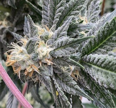 Pheno Hunting Under Spectrum King