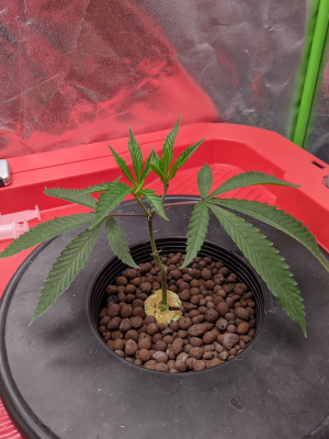 Tales from a Black Thumb:  Round 3 - Let's try clones!  Sherbet Queen