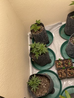 NEED HELP! QUICK! Possible Overwatering?????