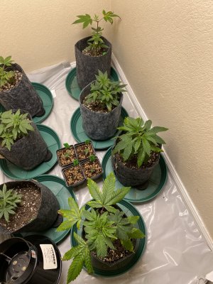 NEED HELP! QUICK! Possible Overwatering?????