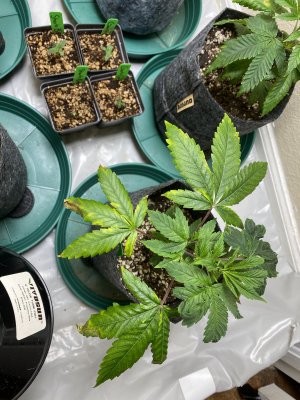 NEED HELP! QUICK! Possible Overwatering?????