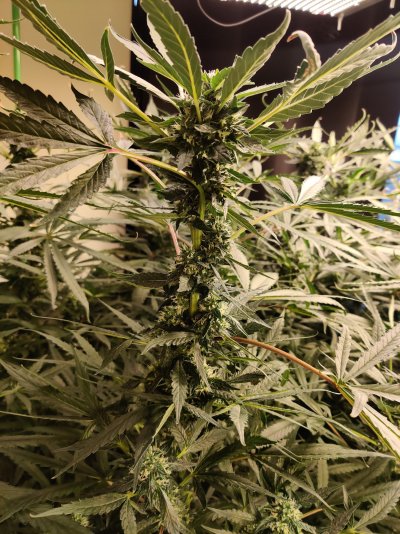 Is this a bad Pink Kush pheno?