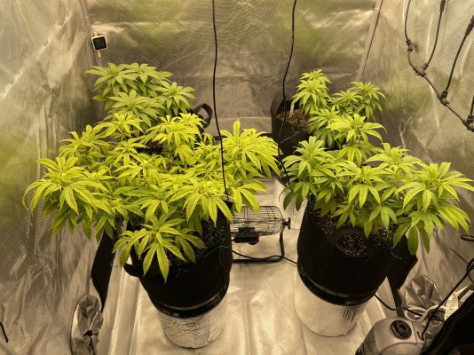 white-powdery-mildew-indoor-grow-2.jpeg