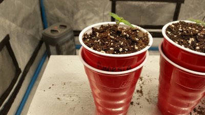 Seedlings