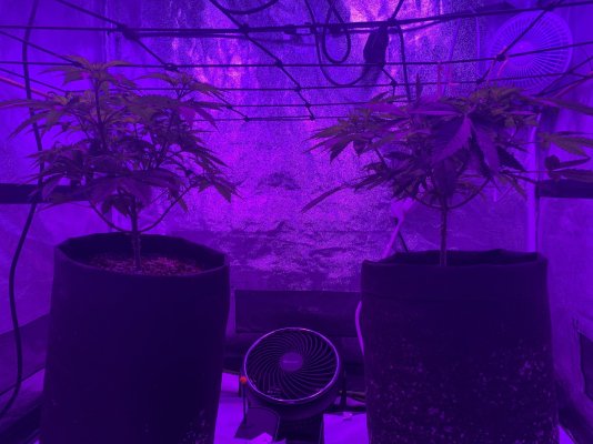 Another day, another successful coco attempt
