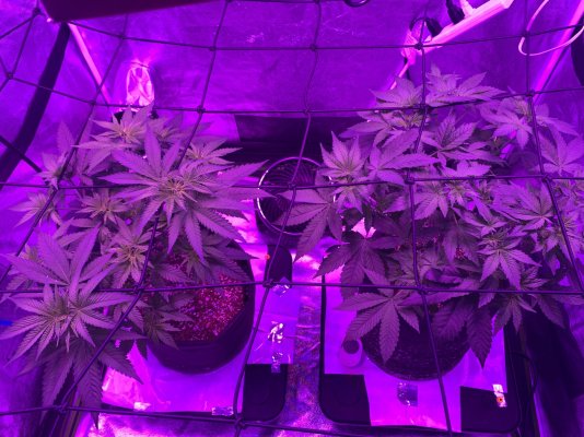 Another day, another successful coco attempt