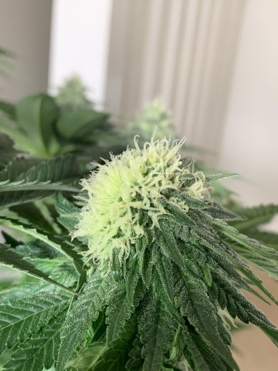 andybois-white-widow-flowering-stage-8.jpeg