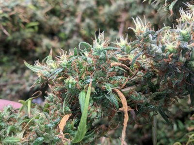 Week 15 flowering Sativa no amber trichome
