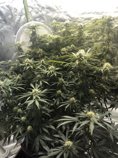whats-everyones-thoughts-on-defoliation.jpeg