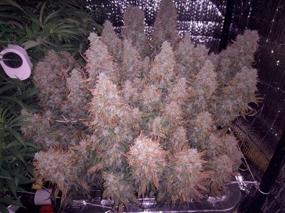 DIY RDWC system - First try with hydro