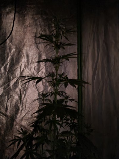 first-grow-any-advice-appreciated-4.jpg