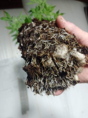 What do you guys think of Air pots instead of fabric pots......