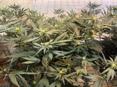 Tc2's Indoor Grow Journal - Spider Farmer SF1000, HLG 100, Sun System HPS 150W