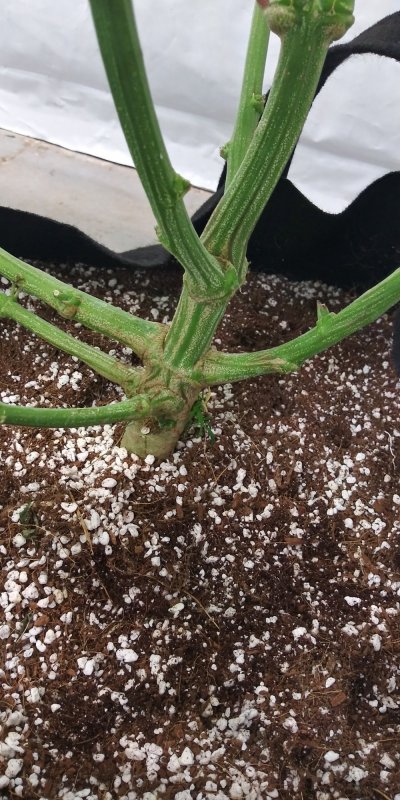 my-og-blueberry-grow-and-autoflowers-too-5.jpg