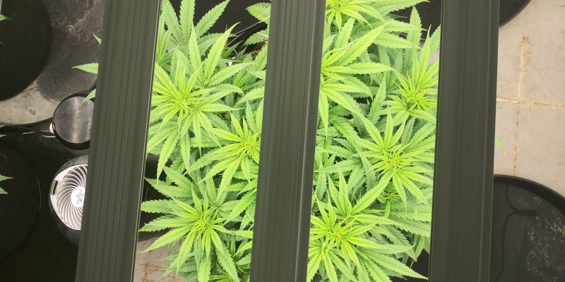 my-og-blueberry-grow-and-autoflowers-too-13.jpg