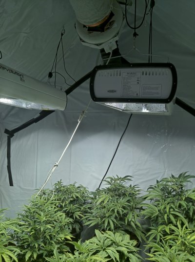 Should I turn these yet 6 week veg