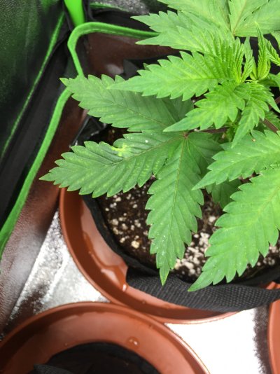 ppm-question-please-from-new-grower.jpeg