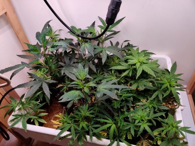 My growing experience in deep water culture.