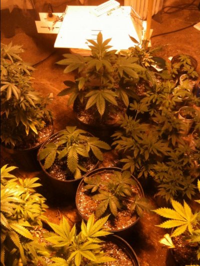 coffee-kush-by-top-dawg-3.jpg