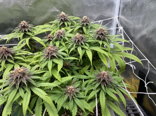 yellowing-late-week-3-of-flower-help-3.jpeg